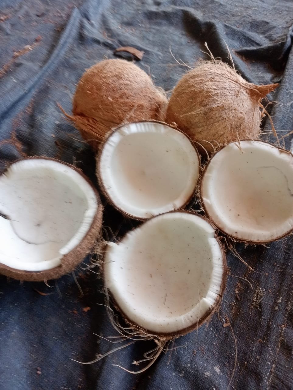 Ekspor Kelapa Kupas Indonesia