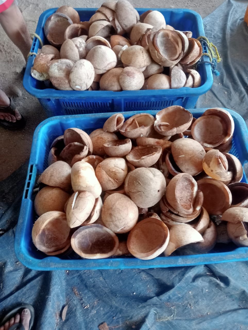 Kelapa Kupas Ekspor - Dehusked Coconut